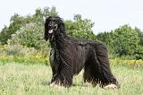 LEVRIER AFGHAN 278